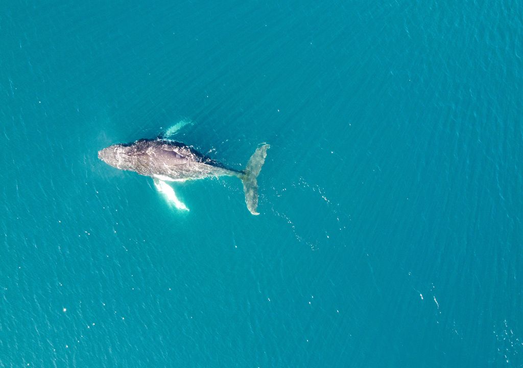 ballenas