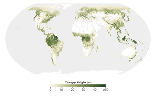 Los científicos muestran la altura de los bosques a nivel global