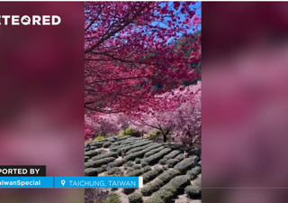 ¡Los colores de la primavera llegan a Taiwán! Así están los cerezos en flor en Taichung