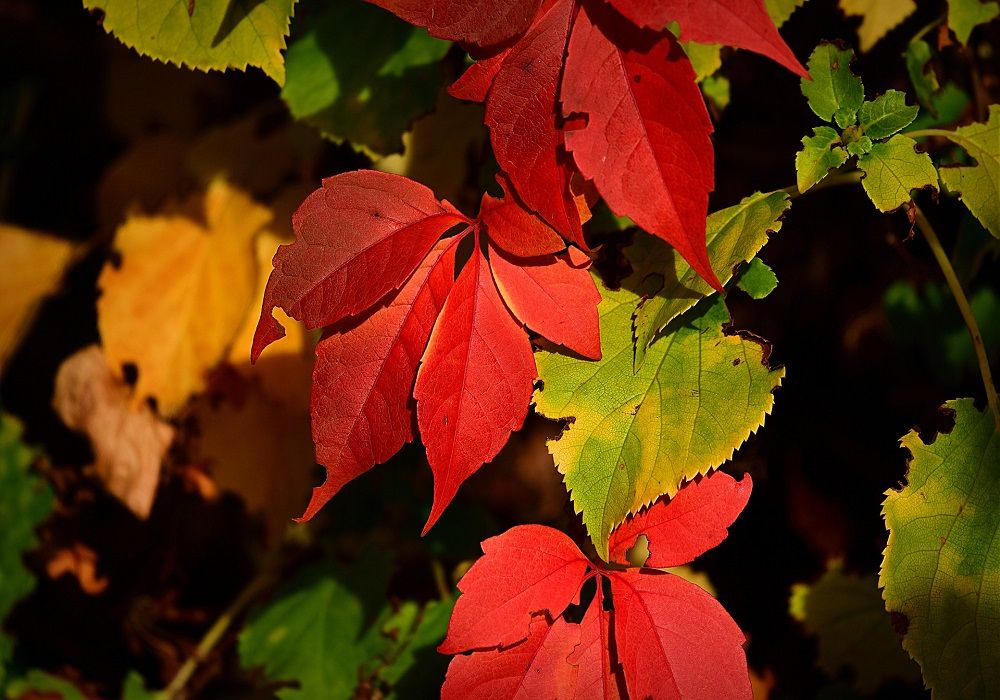 La explosión de colores es característica del otoño.