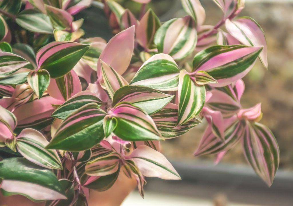 Plantas Sus hojas violetas y plateadas generan contraste y movimiento, especialmente en macetas colgantes.