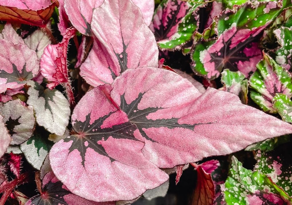 Plantas Perfecta para sumar contraste en espacios neutros o minimalistas.