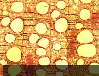 Los conductos de los árboles influyen en su resistencia al cambio climático