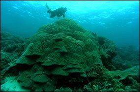 Los Corales Marinos Aportan Luz A Los Registros Históricos De Precipitación (Anillos Coralinos)