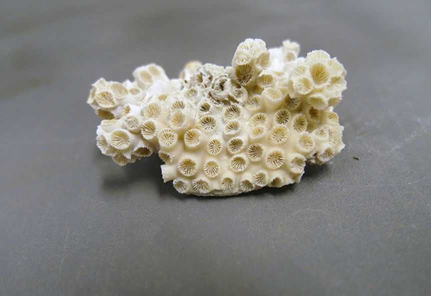 El coral Astrangia poculata