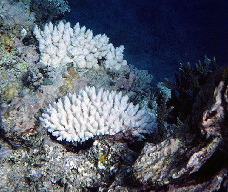 Los Corales Y El Cambio Climático