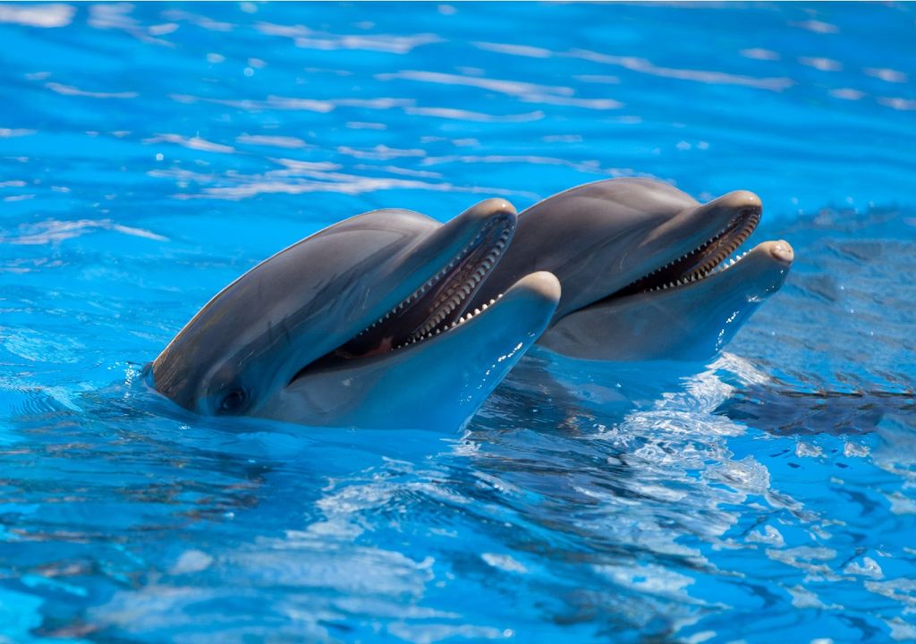 Dos delfines sonriendo en piscina