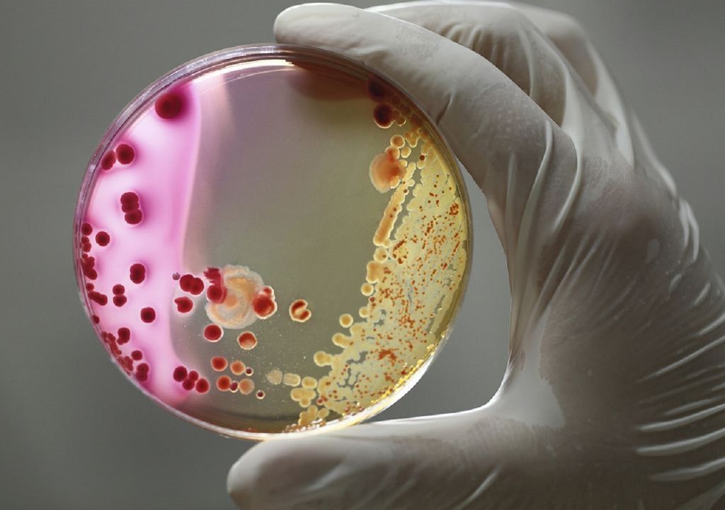 bacterias extraterrestres en la ISS bacterias extraterrestres en la ISS