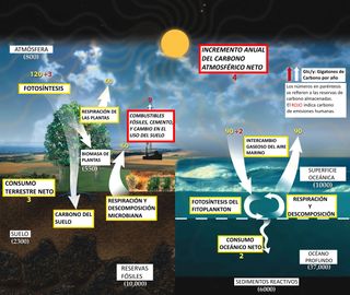 Los ecosistemas terrestres son menos eficientes para absorber CO2