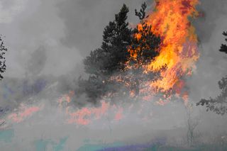 Los efectos de los incendios forestales en el círculo polar ártico