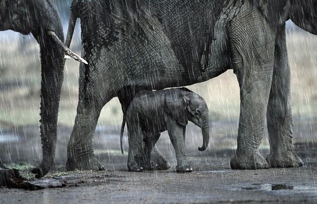 carga cáscara Cortar Los elefantes escuchan la lluvia a largas distancias