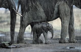Los elefantes escuchan la lluvia a largas distancias