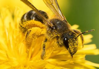 Poluição por plásticos: novo estudo revela uma ameaça à polinização das flores!