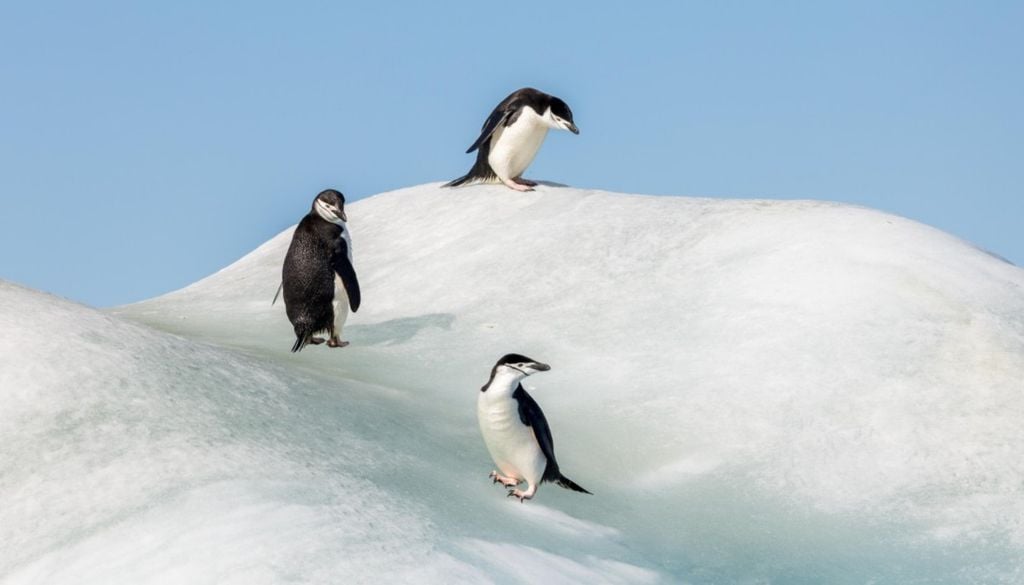 pingüinos barbijo Antártida La contribución de la fauna silvestre, en la emisión de metano, había recibido menos atención hasta el momento. Crédito: Andrew Peacock - Oceanwide Expeditions.