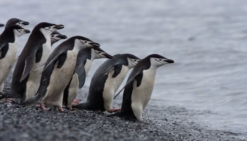 pingüinos barbijo Antártida Los científicos compararon emisiones en sectores cubiertos de excrementos con las registradas en áreas sin guano. Crédito: Oceanwide Expeditions.
