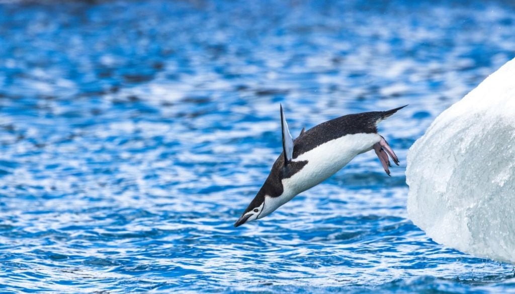 pingüinos barbijo Antártida Los investigadores plantean que el impacto podría extenderse más allá de las zonas de cría estudiadas. Crédito: Andrew Peacock - Oceanwide Expeditions.