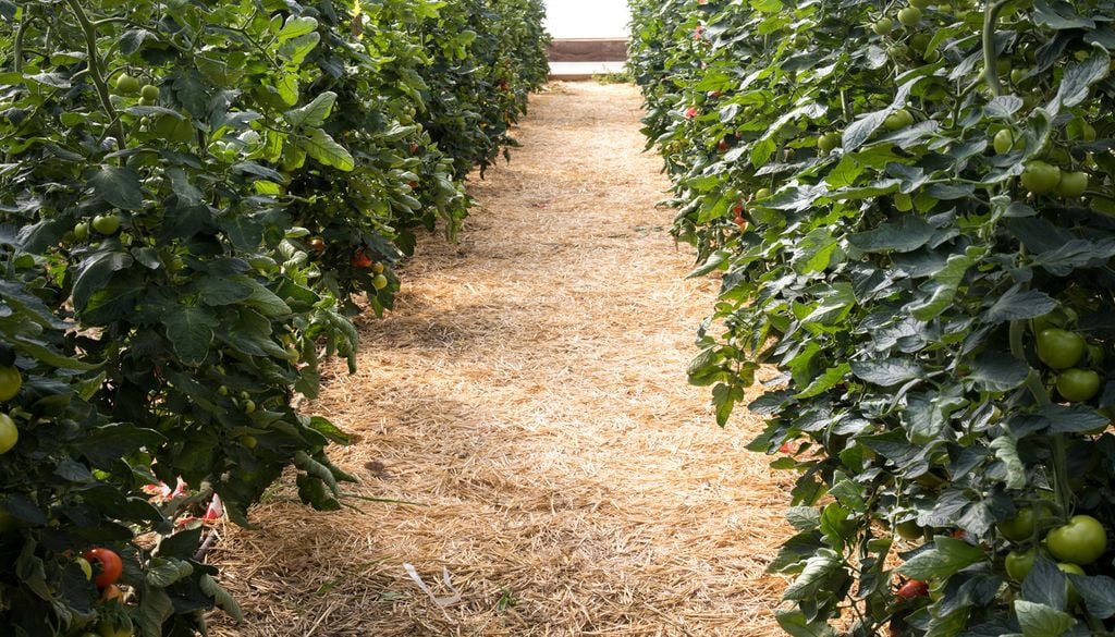 El acolchado es una técnica muy útil en agricultura, tanto en hortícolas como en ornamentales.