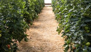 Los expertos revelan el secreto: ni exceso de agua ni falta de poda para salvar tus tomateras del calor