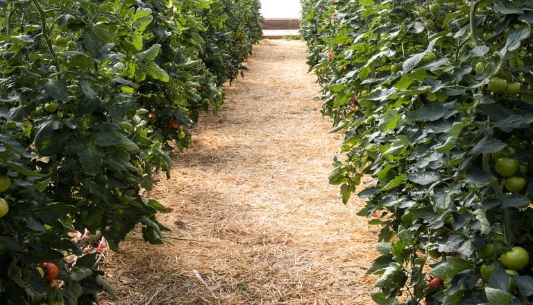 Los expertos revelan el secreto: ni exceso de agua ni falta de poda para salvar tus tomateras del calor