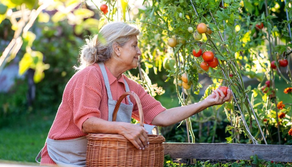 Los 35 ºC derivan ya en situaciones de estrés para las tomateras.