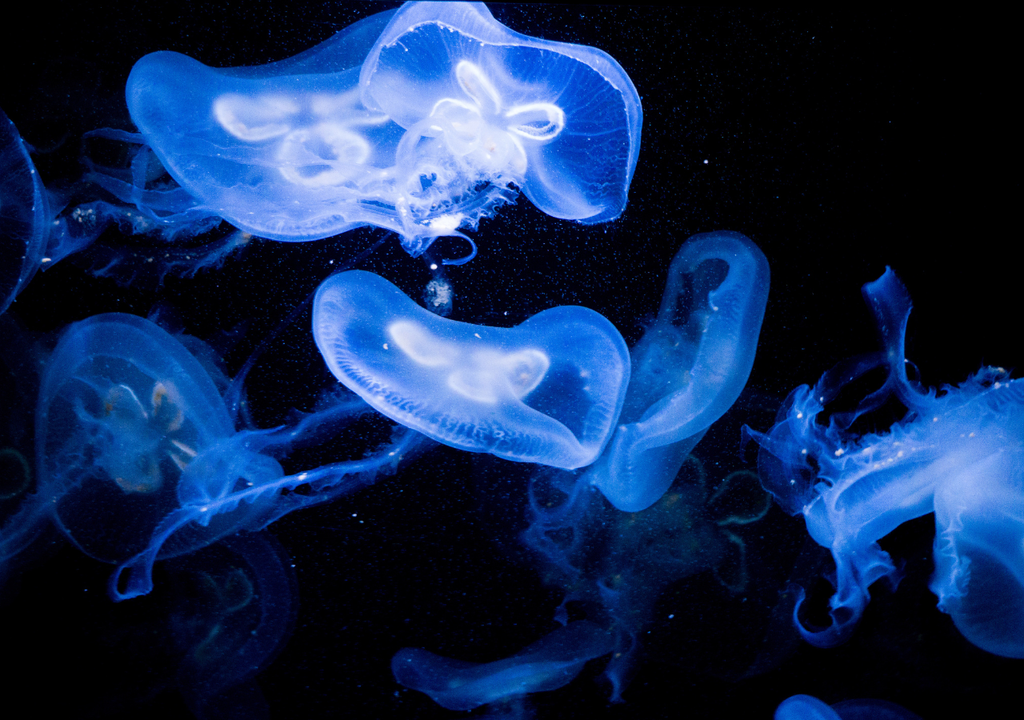 evolucion; luz; reaccion quimica; resiliencia; oceano profundo; abisal;