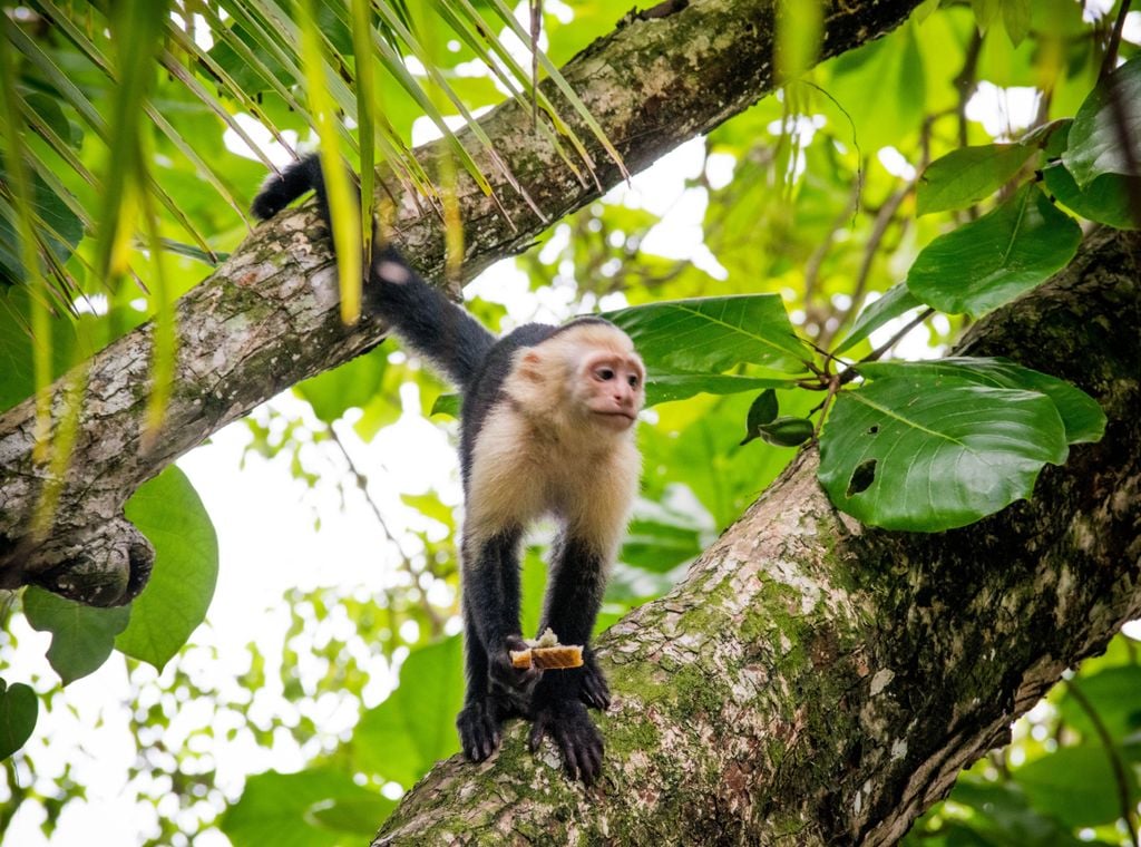 Les singes capucins à face blanche sont de petits primates très sociables originaires d'Amérique centrale qui vivent en groupes de 5 à 40 individus. Les singes capucins à face blanche sont de petits primates très sociables originaires d'Amérique centrale qui vivent en groupes de 5 à 40 individus.