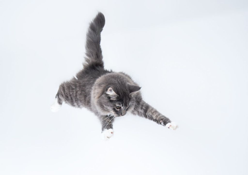 Gato caída libre Gato caída libre