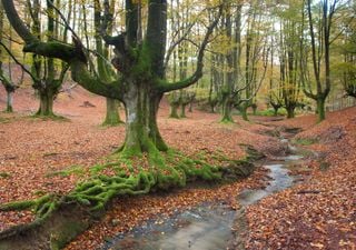 Los hayedos más espectaculares de España para visitar en otoño
