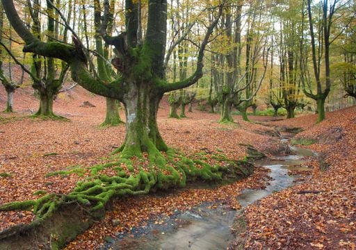 Los hayedos más espectaculares de España para visitar en otoño