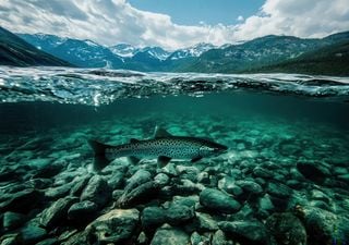 Unos biólogos españoles revelan que los humanos introdujeron los peces en los lagos del Pirineo antes de lo que se creía