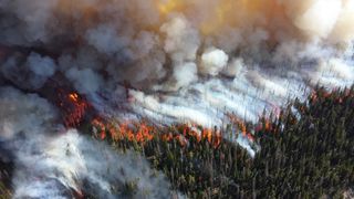 Los incendios están consumiendo más bosques del mundo que nunca