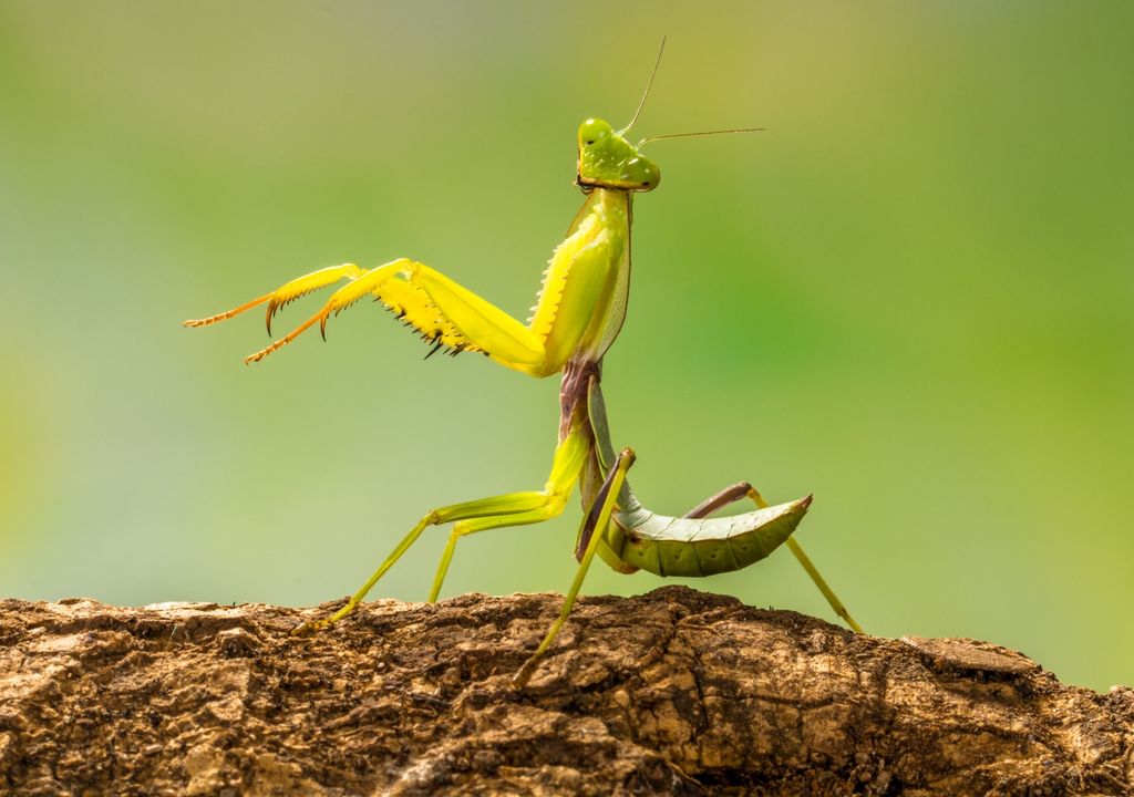 insectos, naturaleza insectos, naturaleza