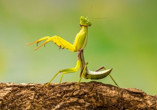 Los insectos están en peligro y siguen desapareciendo: cómo pequeñas acciones pueden ayudar a preservarlos