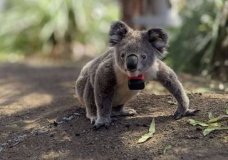 Los koalas sólo bajan al suelo durante 10 minutos al día, descienden por culpa de los humanos... y muchos no sobreviven