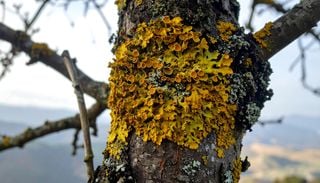 Los l&iacute;quenes vuelven en invierno: &iquest;aliados de la naturaleza o un problema para los &aacute;rboles?