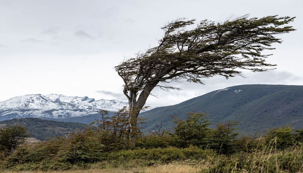 Nelle zone molto ventose, gli alberi e gli arbusti inclinati rivelano la direzione dei venti dominanti.