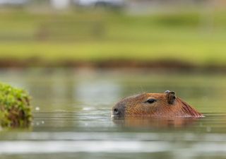 Los mamíferos de Sudamérica sobrevivieron a una extinción masiva que arrasó con los animales en otros continentes 