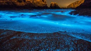Los mares bioluminiscentes de China brillan con más intensidad