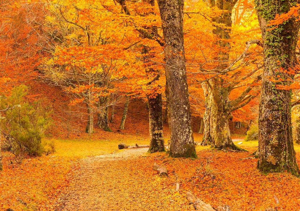 Los 3 mejores bosques para disfrutar a lo grande del otoño en España  Los-mejores-bosques-para-disfrutar-a-lo-grande-del-otono-en-espana-1693846899342_1024