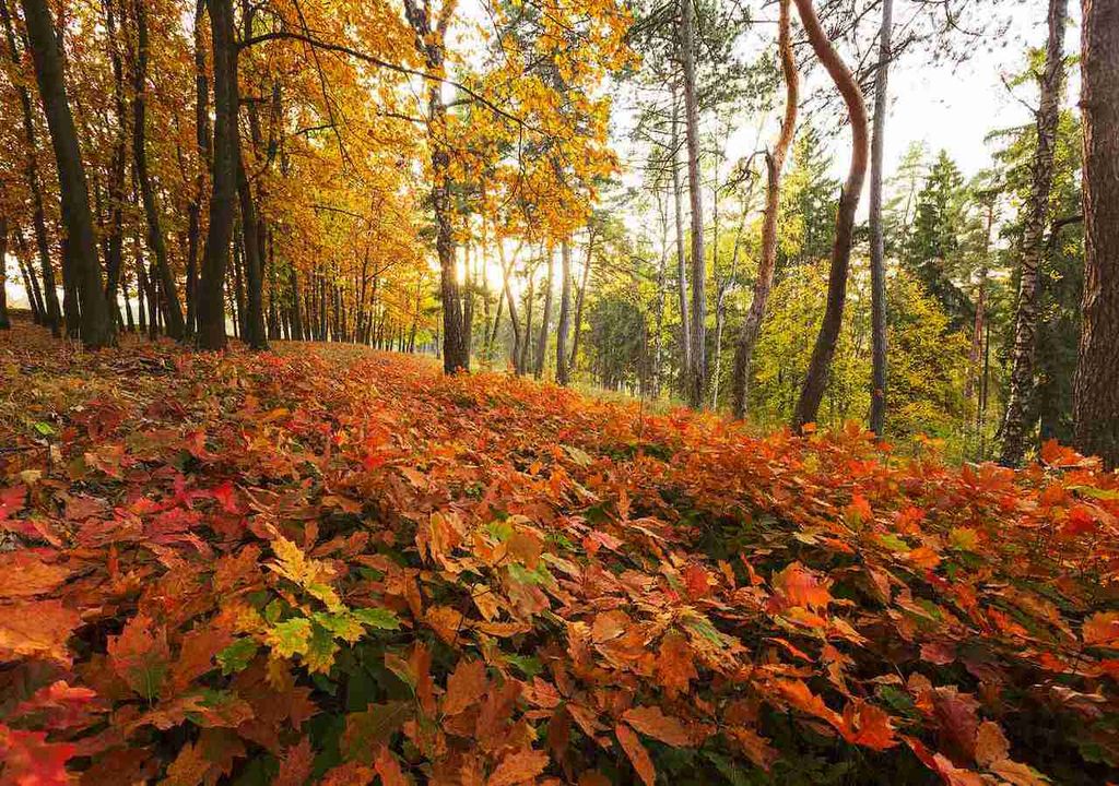 Los 3 mejores bosques para disfrutar a lo grande del otoño en España  Los-mejores-bosques-para-disfrutar-a-lo-grande-del-otono-en-espana-1693847595460_1024