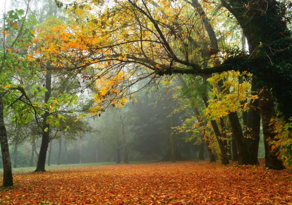 Jardín Botánico de la Universidad Austral de Chile, Valdivia.