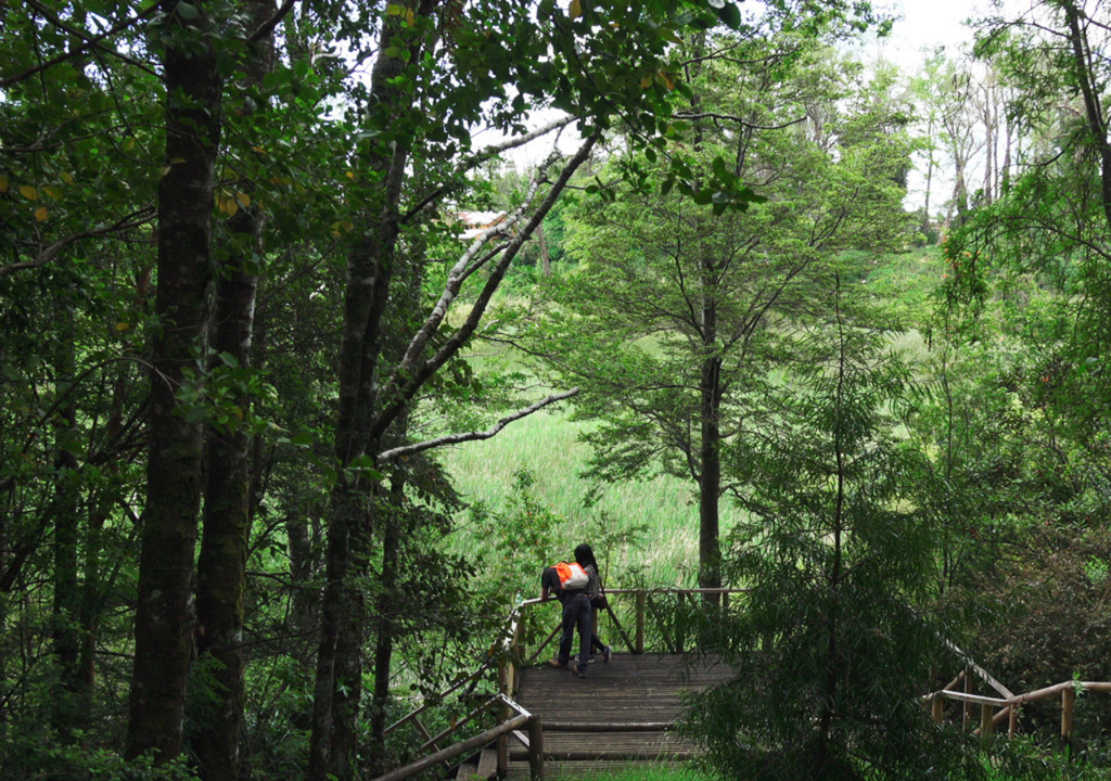 Parque Urbano El Bosque, Valdivia.