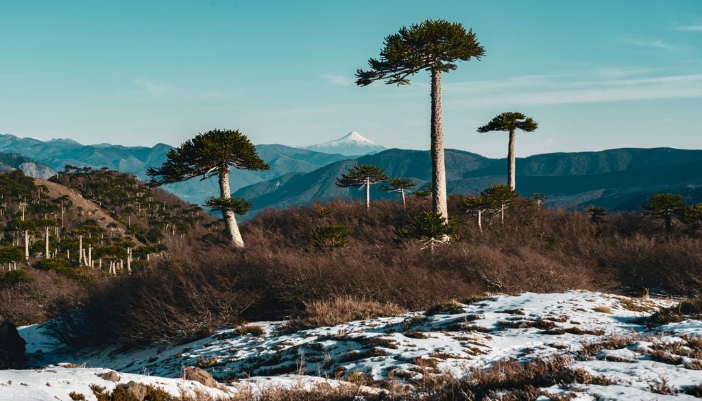 Parque Nacional Conguillío, ideal para ir en septiembre. El Parque Nacional Conguillío es considerado toda una joya de la Araucanía Andina.