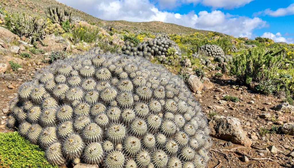 Parque Nacional Llanos de Challe, Región de Atacama. La Copiapoa es una cactácea muy representativa del Parque Nacional Llanos de Challe.