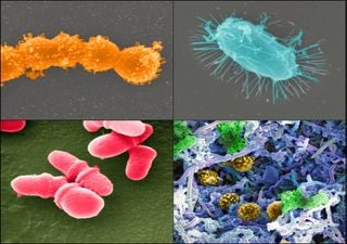 Los científicos descubren que los microbios urbanos son más fuertes de lo que se pensaba. ¿A qué se debe esto?