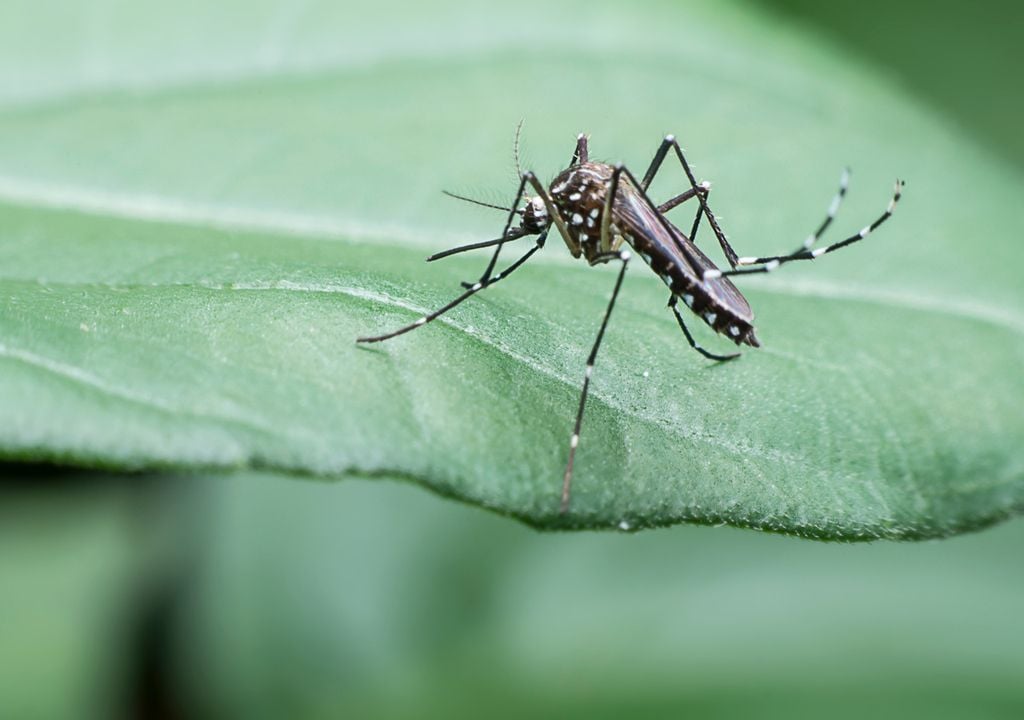 Mosquitos desastres naturales