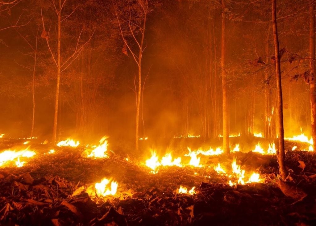 Incendio forestal Incendio forestal