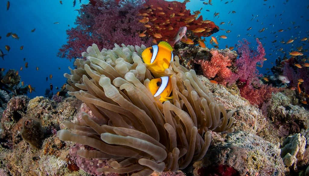 "Reimagina más allá del mundo que conocemos: una nueva relación con nuestro océano". Fotografía: Renata Romeo/Banco de Imágenes Oceánicas.