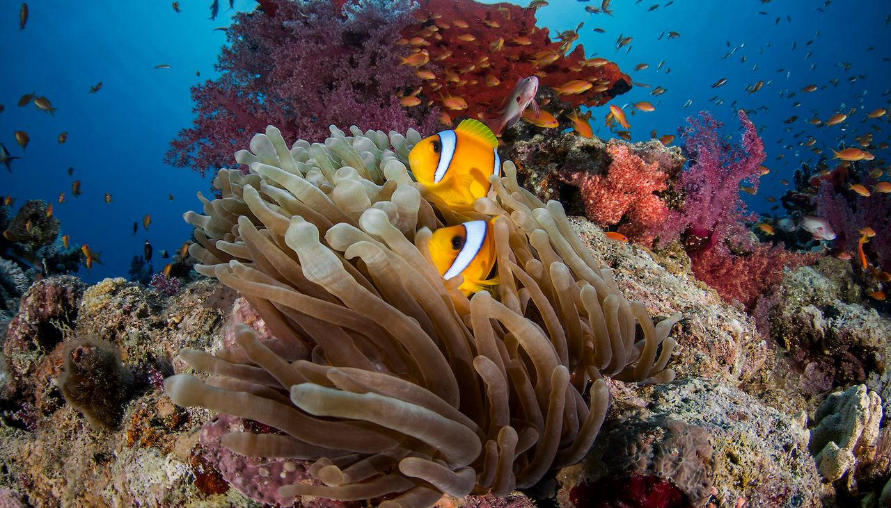 "Reimagina más allá del mundo que conocemos: una nueva relación con nuestro océano". Fotografía: Renata Romeo/Banco de Imágenes Oceánicas.
