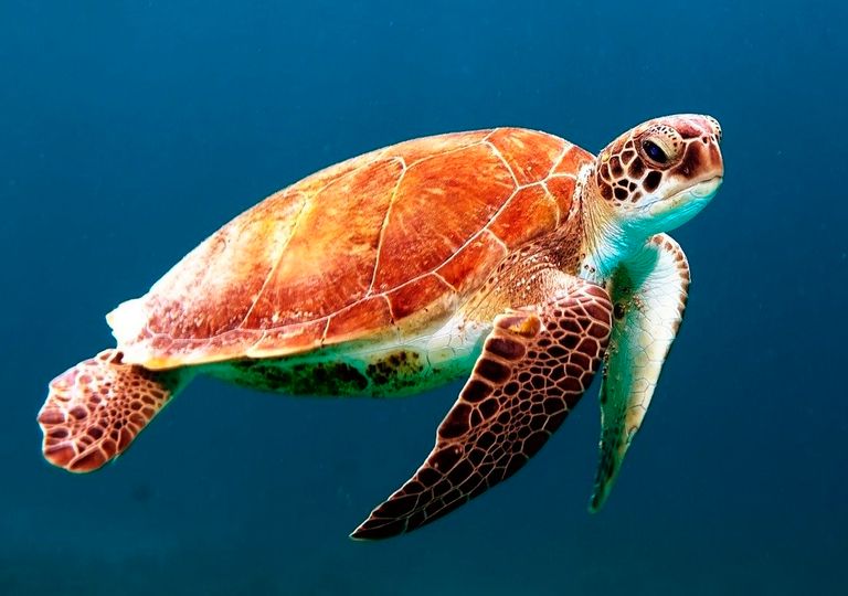Tortuga Tortuga